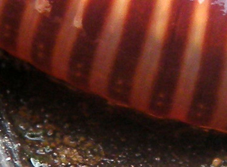 Eisenia fetida